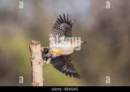 Golden-fronted Specht (Melanerpes Aurifrons), weibliche abheben, Sinton, Fronleichnam, Coastal Bend, Texas, USA Stockfoto