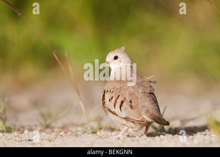 Gemeinsamkeiten-Taube (Columbina Passerina), Erwachsener, Sinton, Fronleichnam, Coastal Bend, Texas, USA Stockfoto