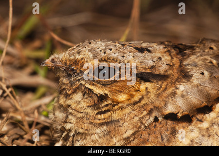 Gemeinsamen rastet (Nyctidromus Albicollis), Erwachsene auf Nest, Sinton, Fronleichnam, Coastal Bend, Texas, USA Stockfoto