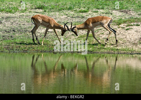 Zwei erwachsenen männlichen Impala (Aepyceros Melampus) mit einer wässrigen Reflexion Spurrinnen. Stockfoto