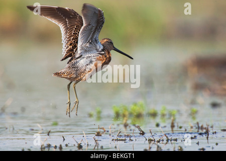 Lange-billed Dowitcher (Limnodromus Scolopaceus), Erwachsene im Flug, Schweißer Wildlife Refuge, Sinton, Texas, USA Stockfoto