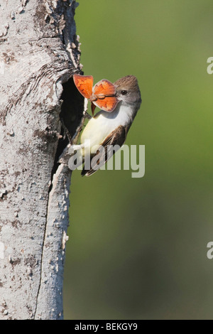 Brown-crested Flycatcher (Myiarchus Tyrannulus), Erwachsene mit Schmetterling Beute, Sinton, Fronleichnam, Coastal Bend, Texas, USA Stockfoto