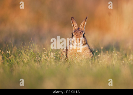 Östlichen Cottontail (Sylvilagus Floridanus), Erwachsene, Sinton, Fronleichnam, Coastal Bend, Texas, USA Stockfoto