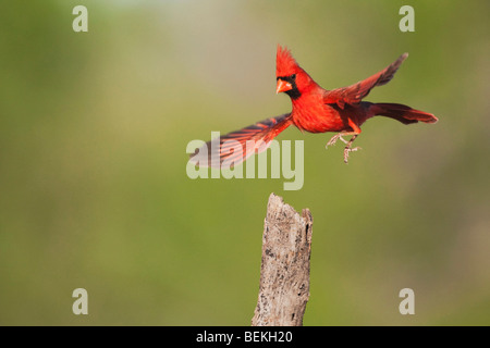 Nördlichen Kardinal (Cardinalis Cardinalis), männliche Landung, Sinton, Fronleichnam, Coastal Bend, Texas, USA Stockfoto