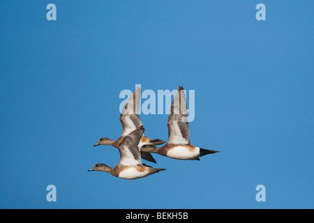 Amerikanische Pfeifente (Anas Americana), Erwachsene im Flug, Sinton, Fronleichnam, Coastal Bend, Texas, USA Stockfoto