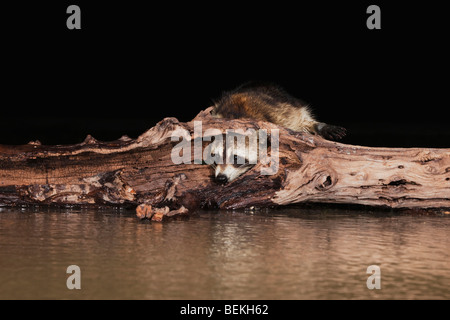 Nördlichen Waschbär (Procyon Lotor), Erwachsene bei Nacht, Sinton, Fronleichnam, Coastal Bend, Texas, USA