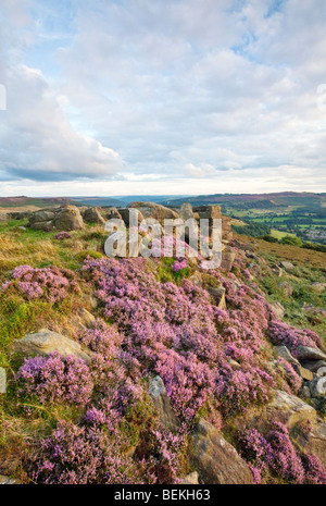 Letzte Licht auf das Heidekraut auf Carhead Felsen in der Peak District National Park, Derbyshire Stockfoto