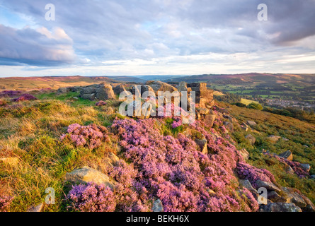 Letzte Licht auf das Heidekraut auf Carhead Felsen in der Peak District National Park, Derbyshire Stockfoto