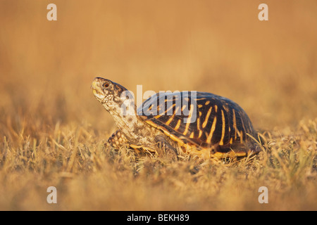 Sinton, Fronleichnam, Coastal Bend, reich verzierten Kasten-Schildkröte (Terrapene Ornata), Männlich, Küste von Texas, USA Stockfoto