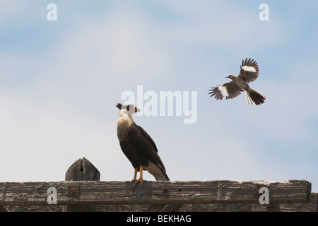 Crested Karakara (Caracara Plancus), Erwachsene gemobbt von nördliche Spottdrossel (Mimus Polyglottos), Corpus Christi, Texas, usa Stockfoto