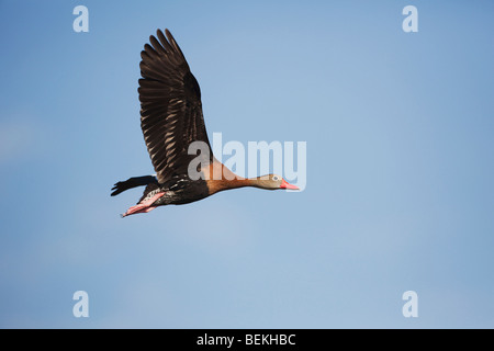 Schwarzbäuchigen Pfeifen-Ente (Dendrocygna Autumnalis), Erwachsene im Flug, Schweißer Wildlife Refuge, Sinton, Texas, USA Stockfoto