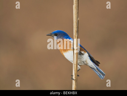 Östlichen Bluebird (Sialia Sialis), männliche thront auf Reed Sinton, Fronleichnam, Coastal Bend, Texas, USA Stockfoto
