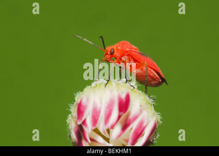 Schild, Fehler, Stink Bug (Hemiptera), Erwachsene auf Blume, Sinton, Fronleichnam, Coastal Bend, Texas, USA Stockfoto