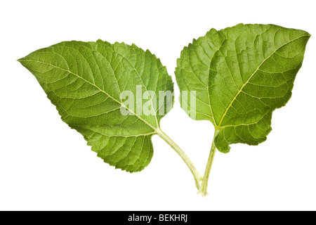 Sonnenblume Blätter auf einer rein weißen Hintergrund isoliert Stockfoto