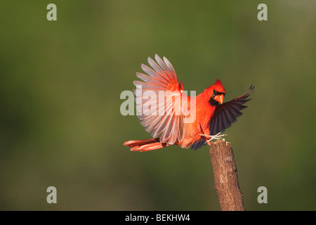 Nördlichen Kardinal (Cardinalis Cardinalis), männliche Landung, Sinton, Fronleichnam, Coastal Bend, Texas, USA Stockfoto