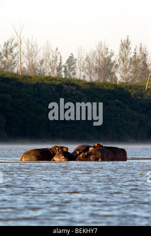 Pod von Hippo schlafen in St. Lucia Estuary, Südafrika Stockfoto