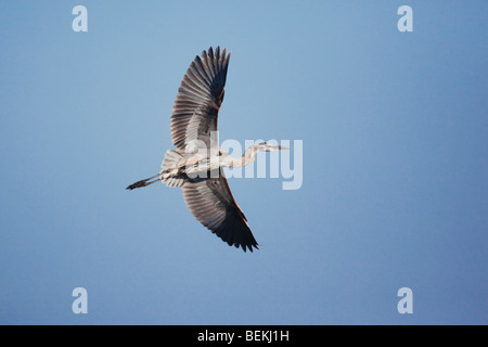 Great Blue Heron (Ardea Herodias), Erwachsene im Flug, Sinton, Fronleichnam, Coastal Bend, Texas, USA Stockfoto