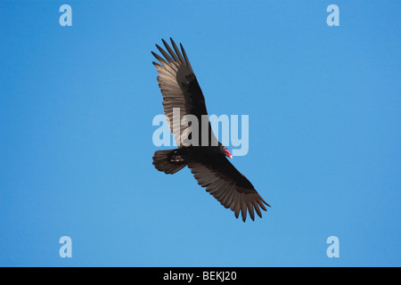 Türkei Vulture (Cathartes Aura), Erwachsene im Flug, Sinton, Fronleichnam, Coastal Bend, Texas, USA Stockfoto