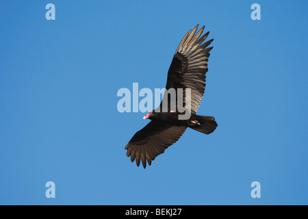 Türkei Vulture (Cathartes Aura), Erwachsene im Flug, Sinton, Fronleichnam, Coastal Bend, Texas, USA Stockfoto