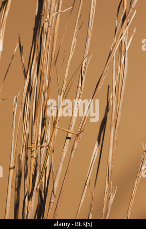 Riesige Walkingstick (Megaphasma Denticrus), Erwachsene in Rasen, Sinton, Fronleichnam, Coastal Bend, Texas, USA Stockfoto