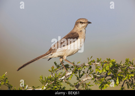 Nördliche Spottdrossel (Mimus Polyglottos), Erwachsene thront, Starr County, Rio Grande Valley, Texas, USA Stockfoto