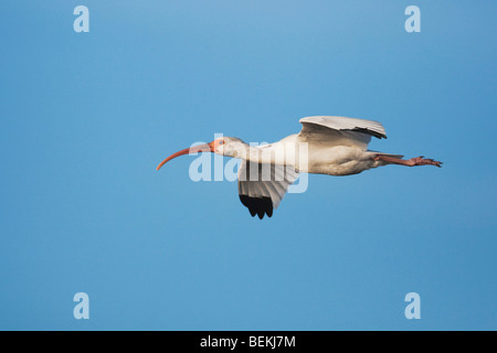 Weißer Ibis (Eudocimus Albus), Erwachsene im Flug, Sinton, Fronleichnam, Coastal Bend, Texas, USA Stockfoto