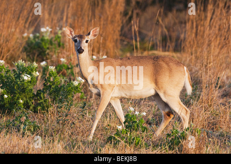 Weiß - angebundene Rotwild (Odocoileus Virginianus), Doe, Sinton, Fronleichnam, Coastal Bend, Texas, USA Stockfoto