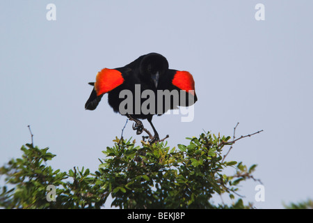 Rotschulterstärling (Agelaius Phoeniceus), männlichen Gesang, Sinton, Fronleichnam, Coastal Bend, Texas, USA Stockfoto