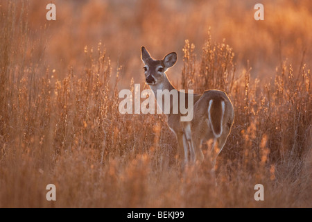 Weiß - angebundene Rotwild (Odocoileus Virginianus), Doe, Sinton, Fronleichnam, Coastal Bend, Texas, USA Stockfoto