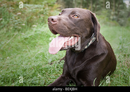 Schuss von einem Chocolate Labrador liegend auf einem Spaziergang in der Natur Stockfoto