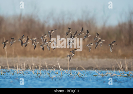 Lange-billed Dowitcher (Limnodromus Scolopaceus), scharen sich im Flug, Schweißer Wildlife Refuge, Sinton, Texas, USA Stockfoto