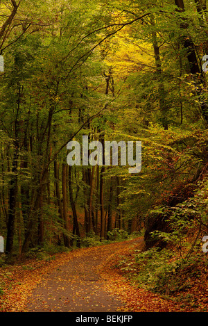 drehende Straße im herbstlichen Wald rotbraun verlässt am Boden Stockfoto