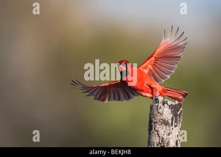 Nördlichen Kardinal (Cardinalis Cardinalis), männliche Landung, Sinton, Fronleichnam, Coastal Bend, Texas, USA Stockfoto