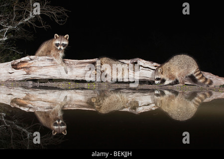 Nördlichen Waschbär (Procyon Lotor), Erwachsene in der Nacht auf Log, Sinton, Fronleichnam, Coastal Bend, Texas, USA Stockfoto