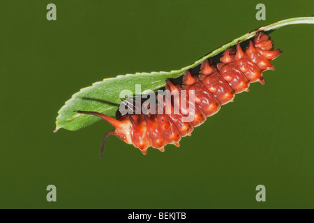 Pipevine Schwalbenschwanz (Battus Philenor), Raupe, Sinton, Fronleichnam, Coastal Bend, Texas, USA Stockfoto