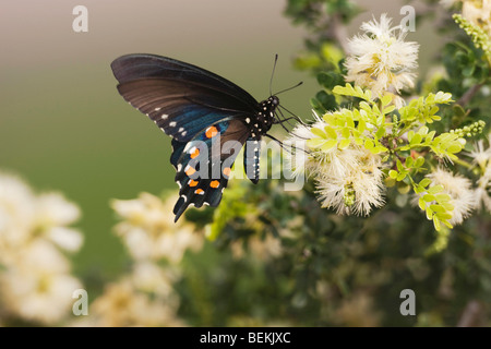 Pipevine Schwalbenschwanz (Battus Philenor), Erwachsene ernähren sich von Blume, Sinton, Fronleichnam, Coastal Bend, Texas, USA Stockfoto