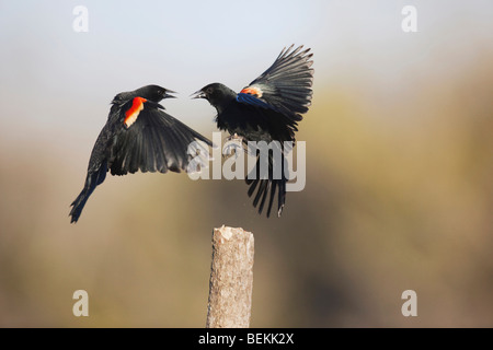 Rotschulterstärling (Agelaius Phoeniceus), Männchen kämpfen, Sinton, Fronleichnam, Coastal Bend, Texas, USA Stockfoto