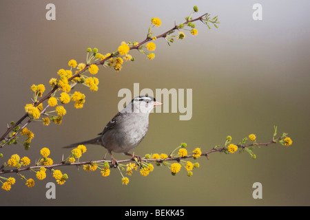 Weiß – Crowned Sparrow (Zonotrichia Leucophrys), Erwachsene, Sinton, Fronleichnam, Coastal Bend, Texas, USA Stockfoto