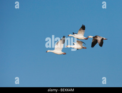 Schneegans (Chen Caerulescens), Fraktion im Flug, Sinton, Fronleichnam, Coastal Bend, Texas, USA Stockfoto