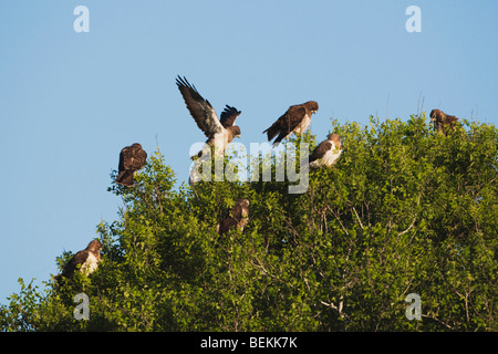 Swainson der Falke (Buteo Swainsoni), Erwachsene im Baum, Sinton, Fronleichnam, Coastal Bend, Texas, USA Stockfoto