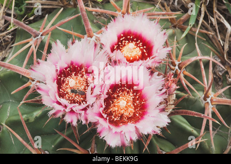 Texas Pferd Crippler (Echinocactus Texensis), blühen, Sinton, Fronleichnam, Coastal Bend, Texas, USA Stockfoto