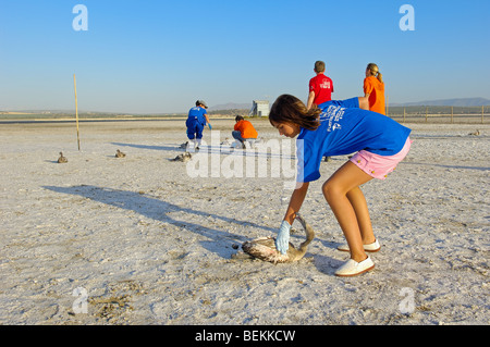 Freisetzung von Flamingo Küken (Phoenicopterus Ruber) Nachdem man Ringe, Lagune Fuente de Piedra. Provinz Malaga, Andalusien, Spanien Stockfoto