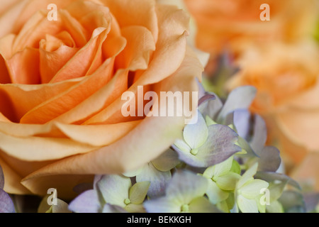 Pfirsich rose mit Seite Beleuchtung Hintergrund Stockfoto