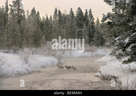 Rehe überqueren den Fluss im Nebel Winter früh in der Nähe von West Yellowstone, Montana Stockfoto