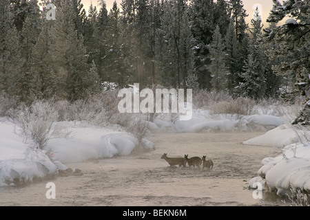 Rehe überqueren den Fluss im Nebel Winter früh in der Nähe von West Yellowstone, Montana Stockfoto