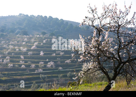 Costa Dorada Calcot Zwiebel Spanien Calcotada Spanisch Stockfoto