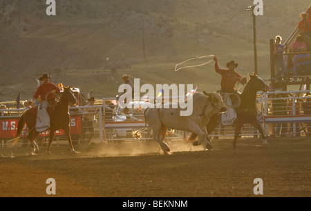 Cody Extreme Bull Wyoming USA Rodeo-Pferd Stockfoto