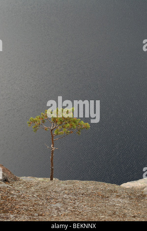Kleine Kiefer wächst auf felsigen Klippen von kleinen See, Repovesi Nationalpark, Finnland Stockfoto