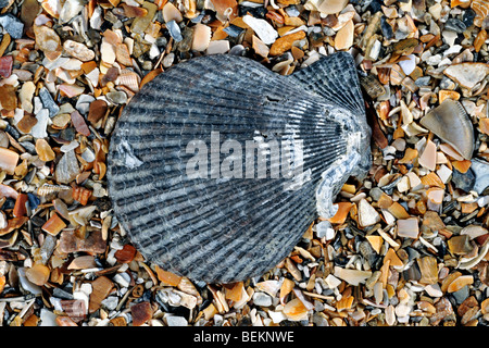 Bunte Kammuschel (Chlamys bekleidet Varia / Mimachlamys Varia) am Strand, Normandie, Frankreich Stockfoto