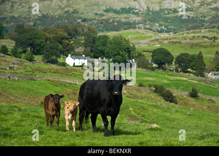 Eine schwarze Kuh und zwei Kälber in Kentmere im Lake District, Cumbria, England, UK Stockfoto